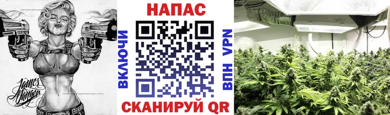 Конопля конопля  дарнет шоп  Серафимович 